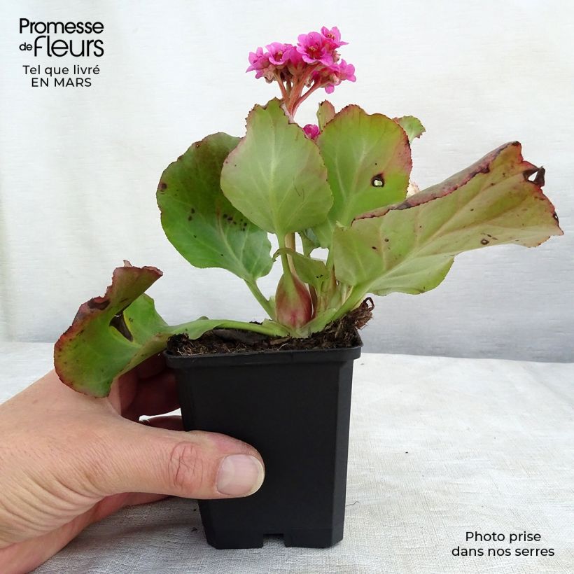 Example of Bergenia cordifolia Morgenrote Vasetto da 8/9 cm as you get in printemps