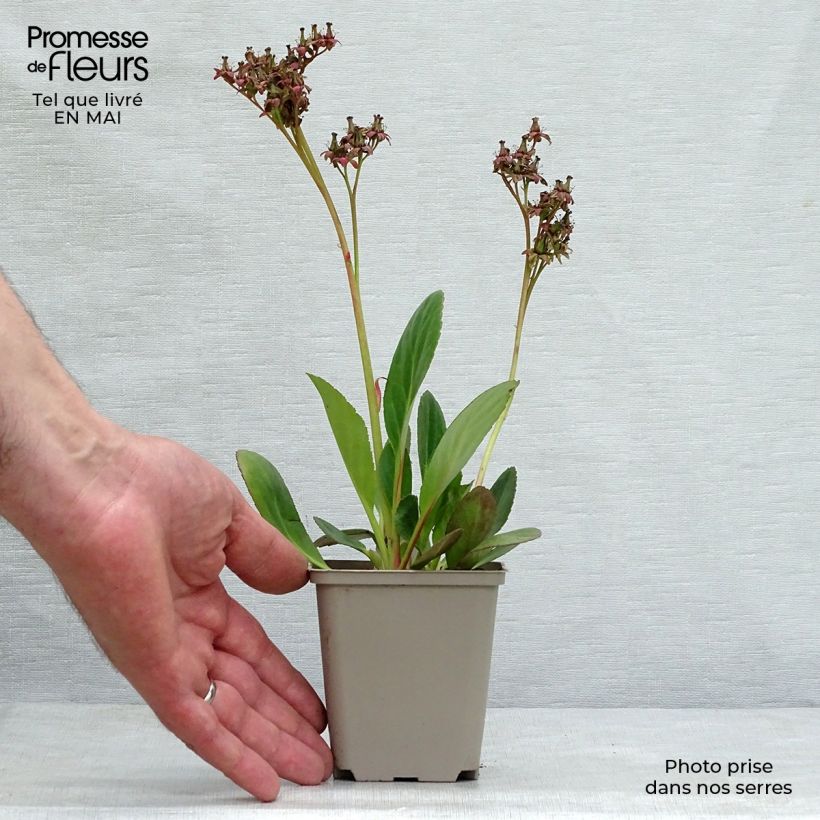 Example of Bergenia Pink Dragonfly Vasetto da 8/9 cm as you get in printemps