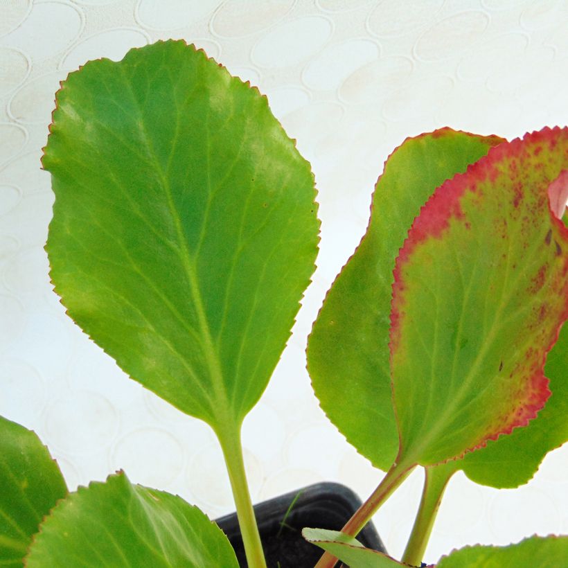 Bergenia cordifolia Rotblum (Foliage)