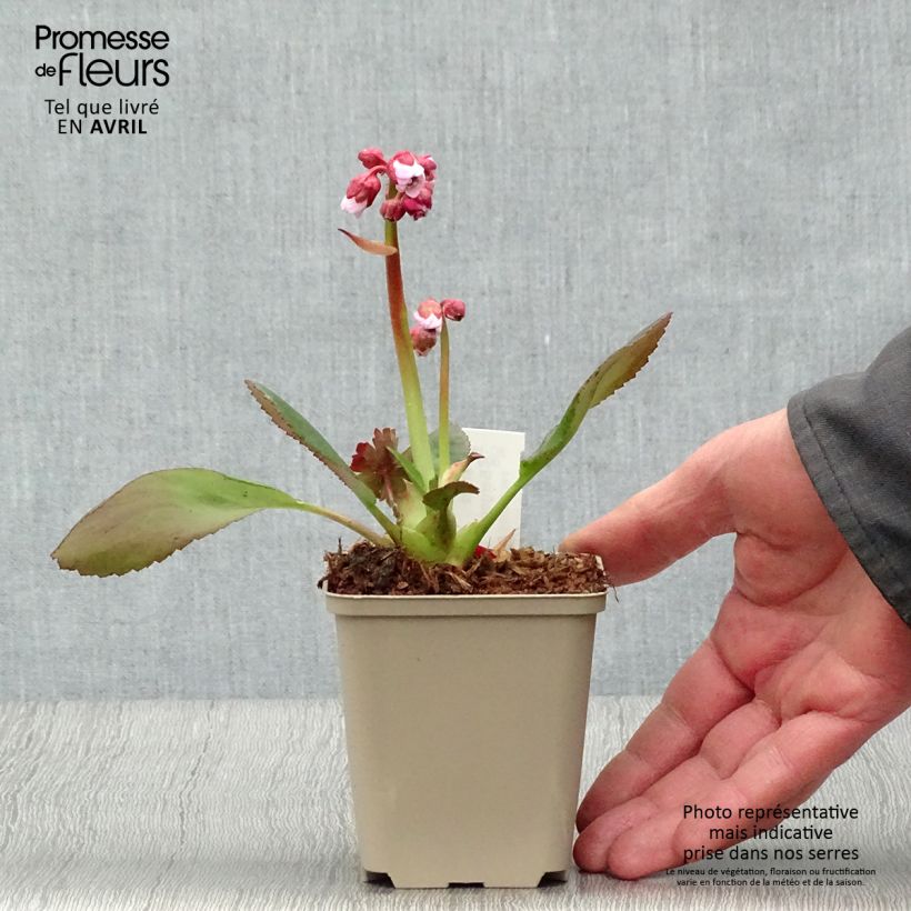 Bergenia Spring Fling Vasetto da 8/9 cm esemplare consegnato in primavera