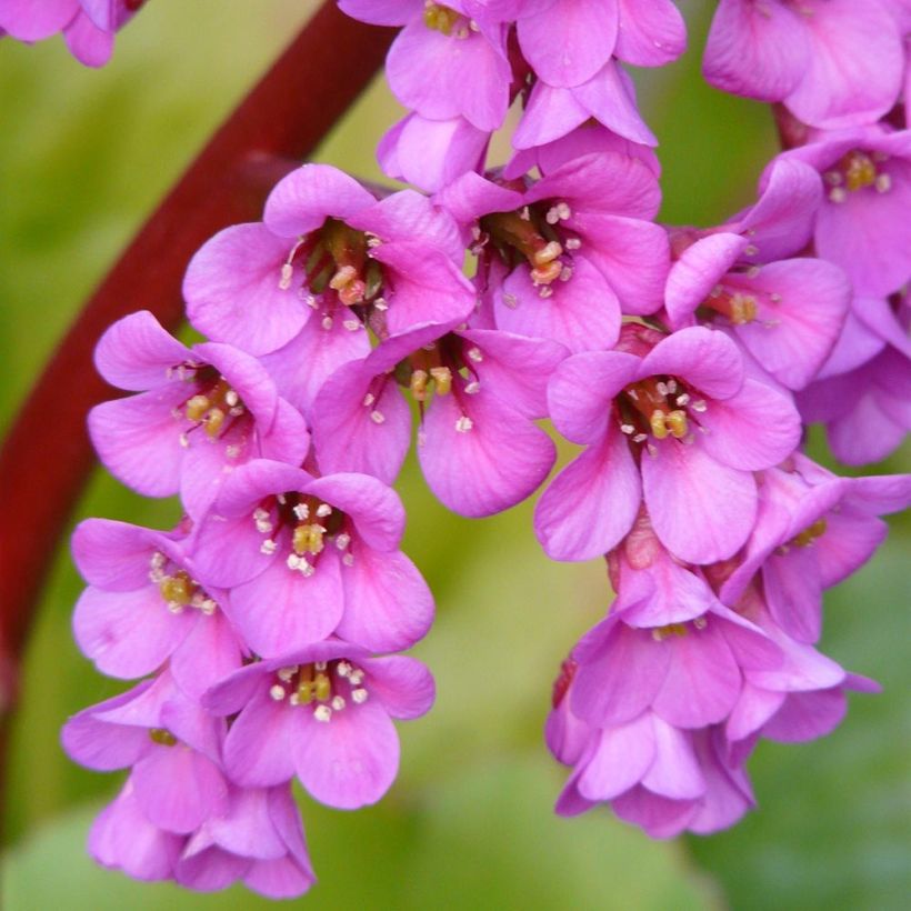 Bergenia Winterglut (Fioritura)