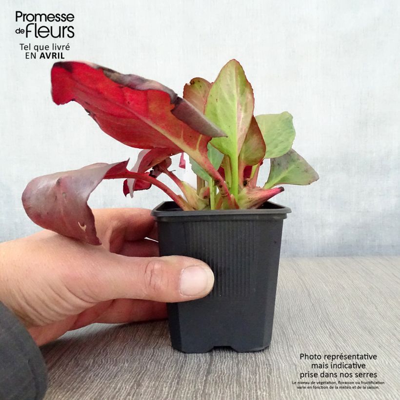 Example of Bergenia cordifolia Eroïca Vasetto da 8/9 cm as you get in printemps