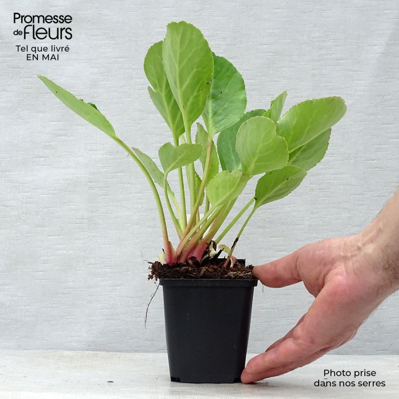 Example of Bergenia Harzkristall Vasetto da 8/9 cm as you get in printemps