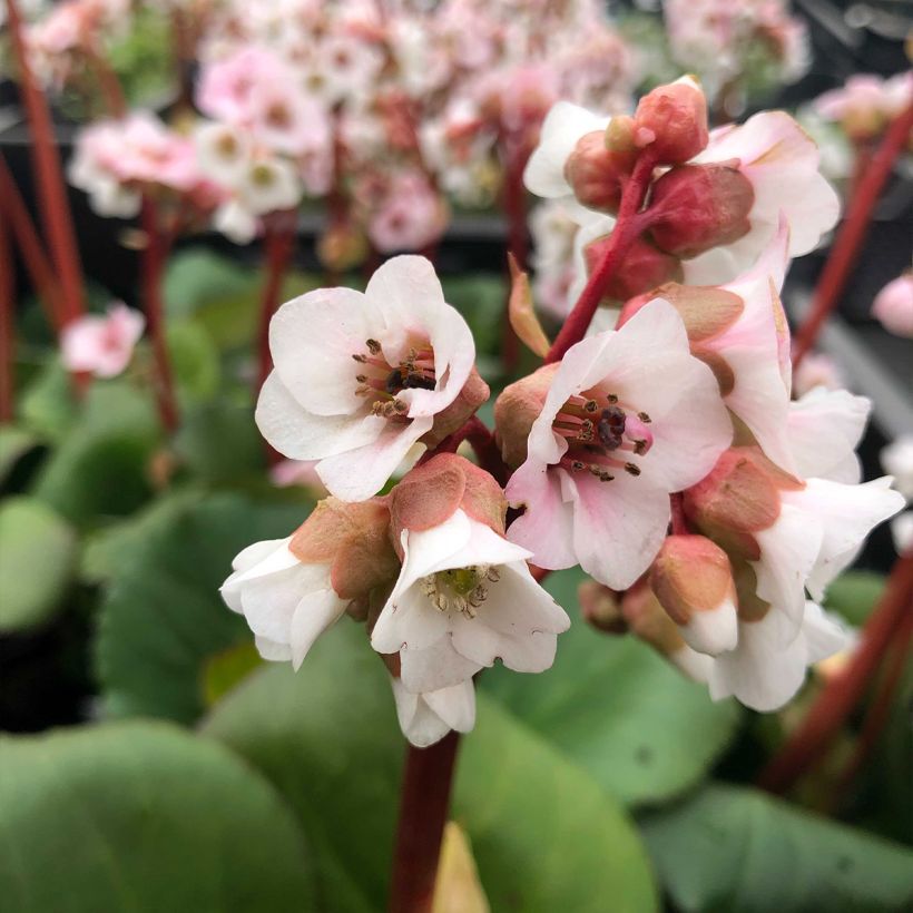 Bergenia Harzkristall (Flowering)