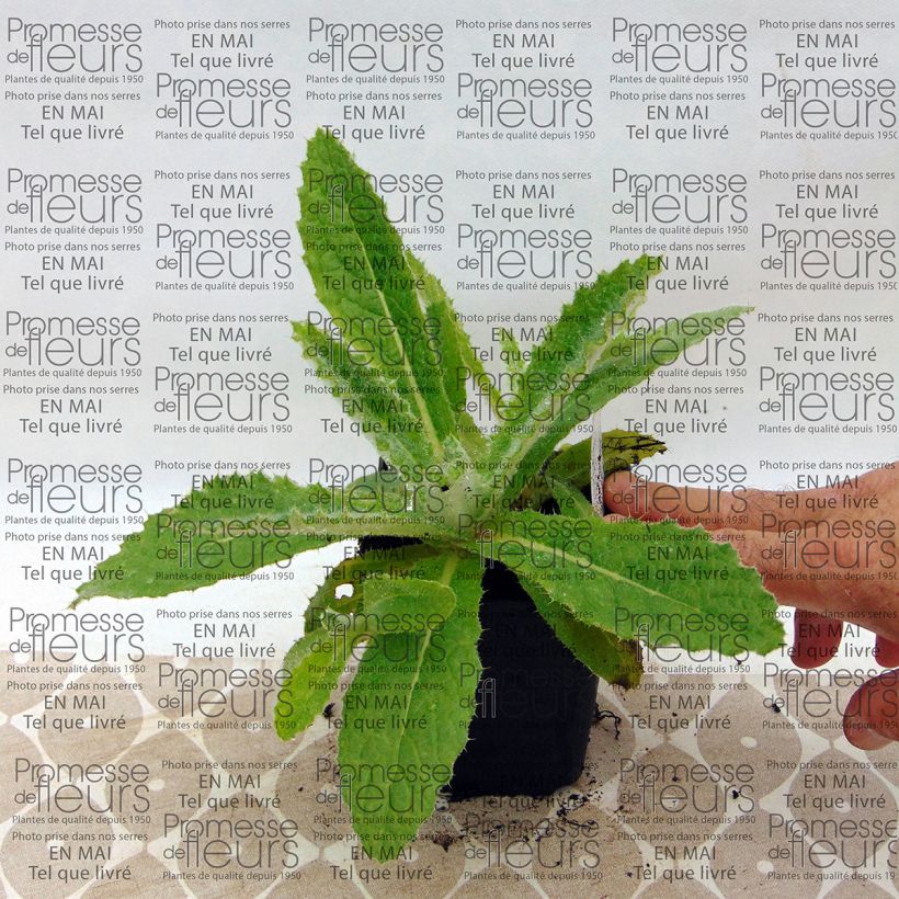 Esempio di esemplare Berkheya purpurea Vasetto da 8/9 cm come consegnato