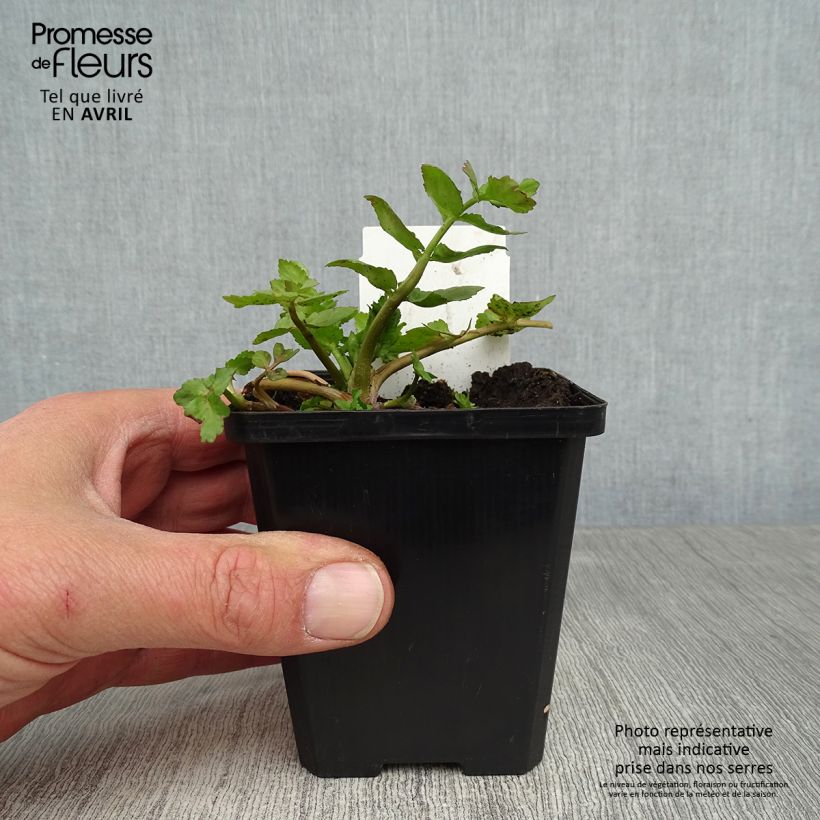 Berula erecta - Sedanina d’acqua Vasetto da 8/9 cm esemplare consegnato in primavera