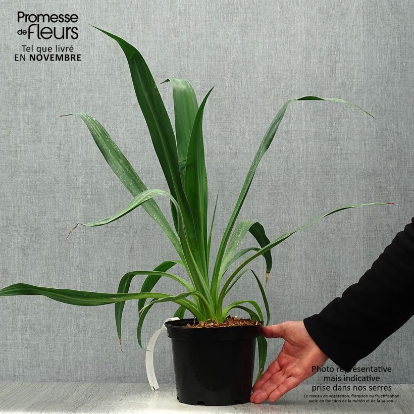 Esemplare di Beschorneria yuccoides Vaso da 2L/3L come consegnato in autunno