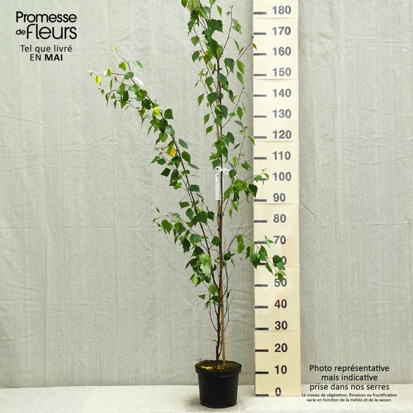 Example of Betula pendula Fastigiata - Betulla bianca Vaso da 3L/4L as you get in printemps