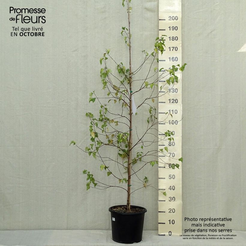 Esemplare di Betula pendula Golden Cloud - Betulla bianca Vaso da 12L/15L, Astone alto come consegnato in autunno
