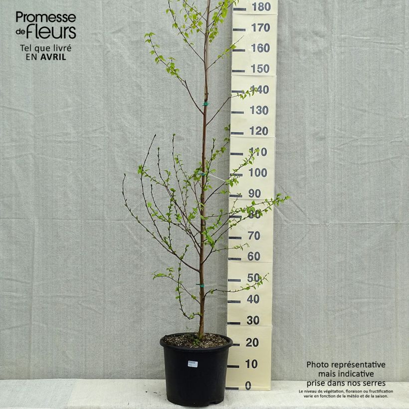 Betula pendula Golden Cloud - Betulla bianca Vaso da 12L/15L, Astone alto esemplare consegnato in primavera