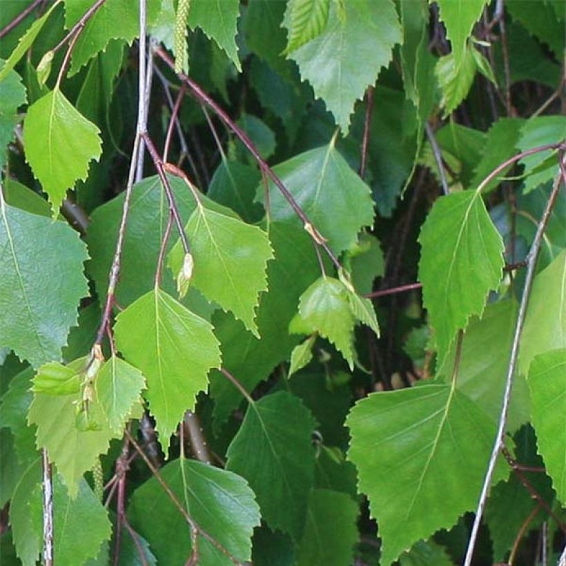 Betulla bianca - Betula pendula (Fogliame)