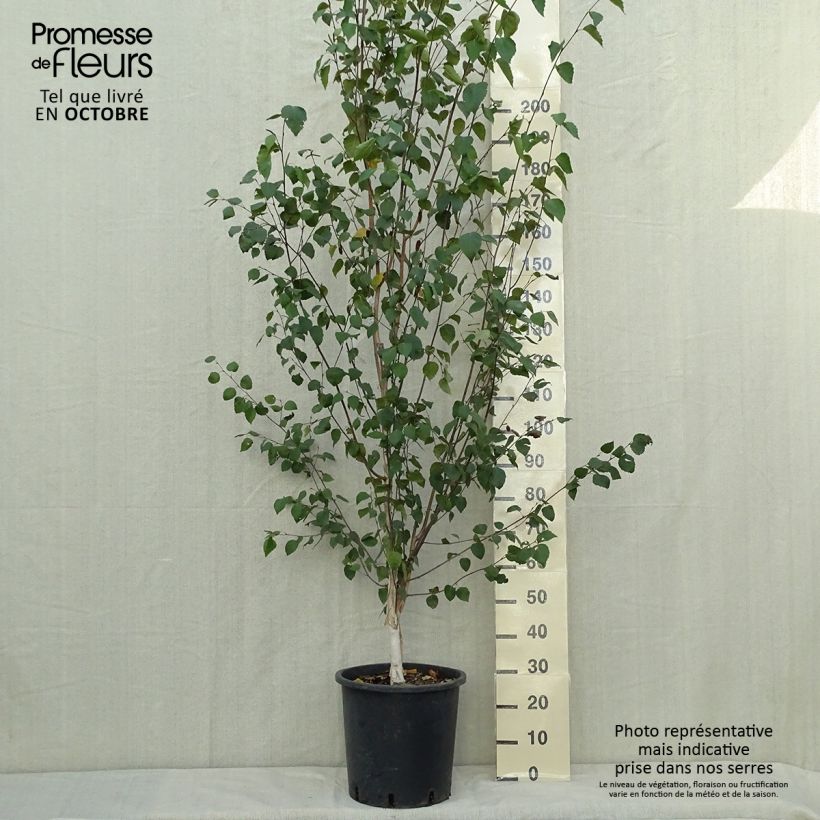 Esemplare di Betulla bianca - Betula pendula Vaso da 18L/20L come consegnato in autunno