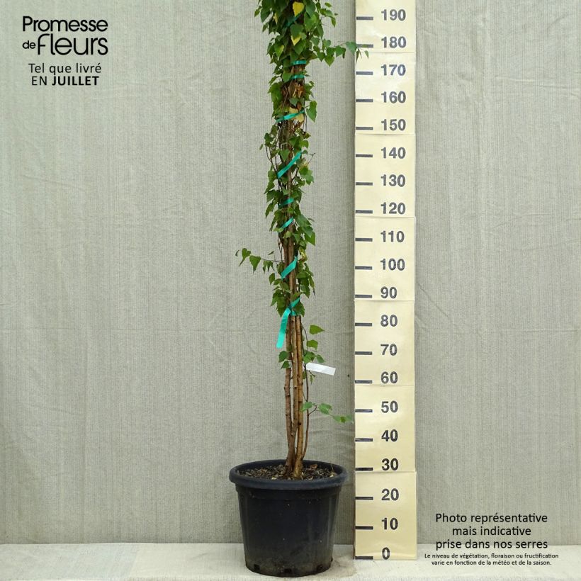 Esemplare di Betulla bianca - Betula pendula Vaso da 18L/20L consegnato in estate