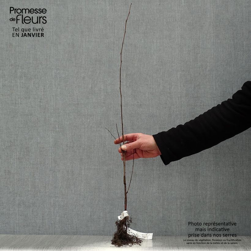 Betulla bianca - Betula pendula Piante piccole a radice nuda esemplare consegnato in inverno