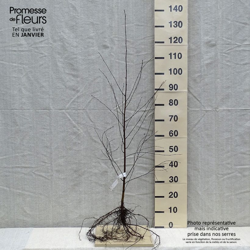 Betula pubescens - Betulla pelosa Piante piccole a radice nuda esemplare consegnato in inverno