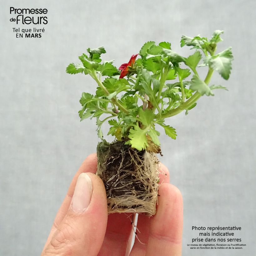 Bidens Beedance Painted Red mini zolla... esemplare consegnato in primavera