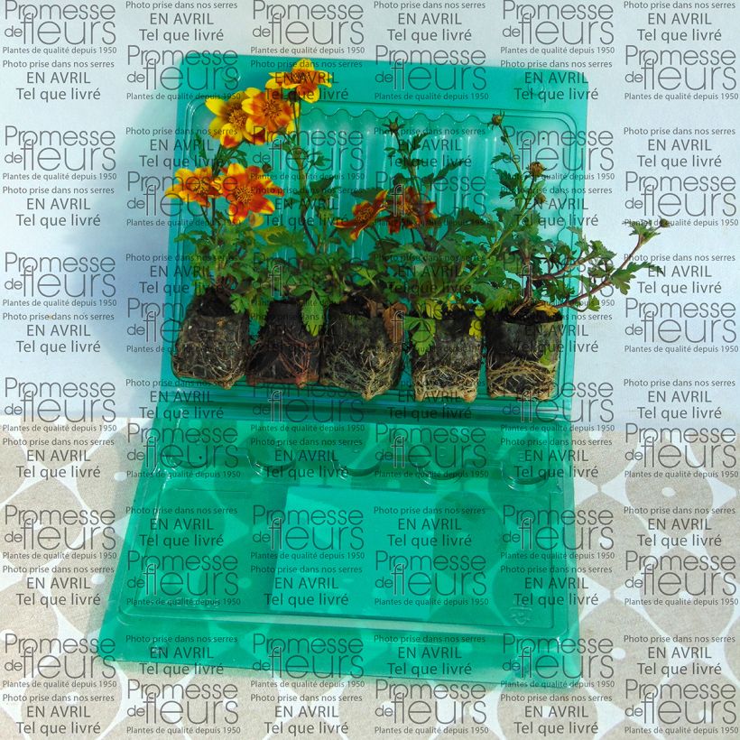 Esempio di esemplare Bidens Beedance Painted Yellow mini zolla... come consegnato