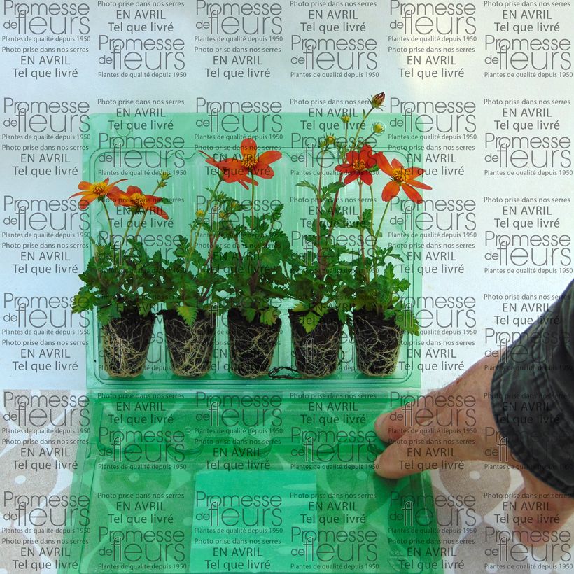 Example of Bidens Campfire Fireburst mini zolla... as you get