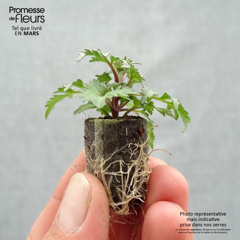 Example of Bidens Campfire Funny Honey Mini zolla Ø 1,5/2,5 cm as you get in printemps