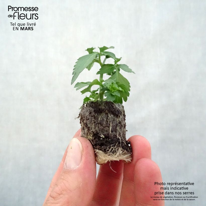 Bidens ferulifolia Pirate's Pearl mini zolla... esemplare consegnato in primavera