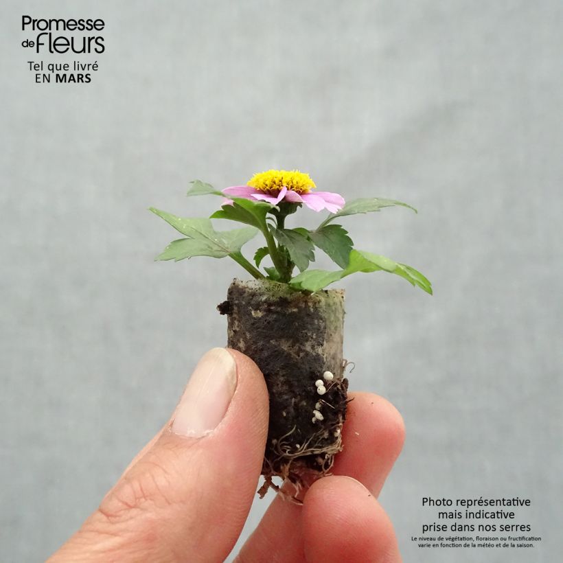 Example of Bidens Stoplight Mini zolla Ø 1,5/2,5 cm as you get in printemps