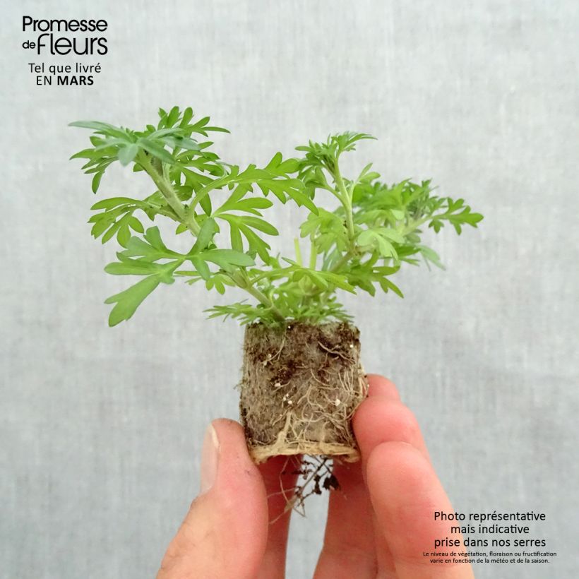 Bidens ferulifolia Yellow Charm mini zolla... esemplare consegnato in primavera