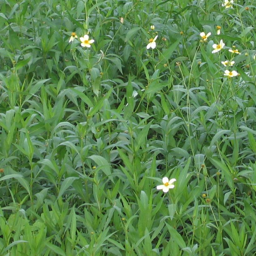 Bidens heterophylla Bidens aurea (Fogliame)