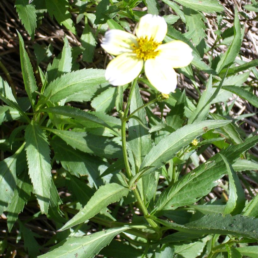 Bidens heterophylla Bidens aurea (Porto)