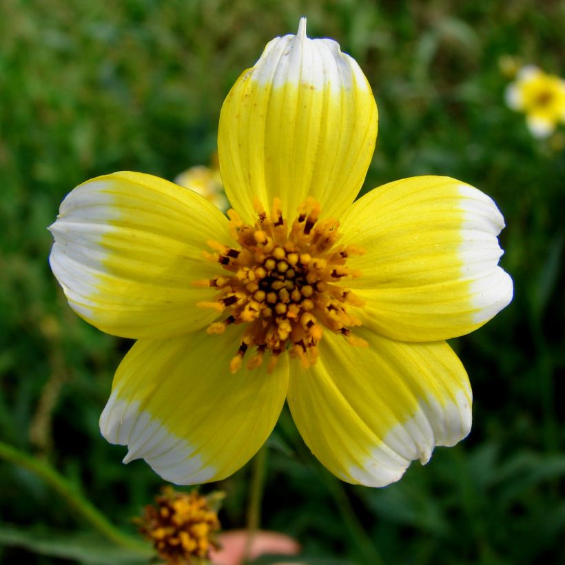 Bidens heterophylla Halney's Lemon Drop (Fioritura)