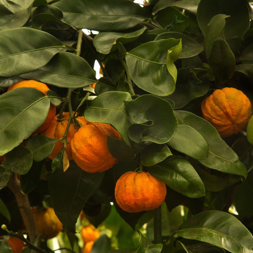 Arancio amaro Bouquet de Fleur (Raccolta)
