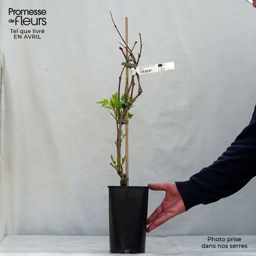 Example of Campsis tagliabuana Summer Jazz Fire - Bignonia Vaso da 2L/3L as you get in printemps