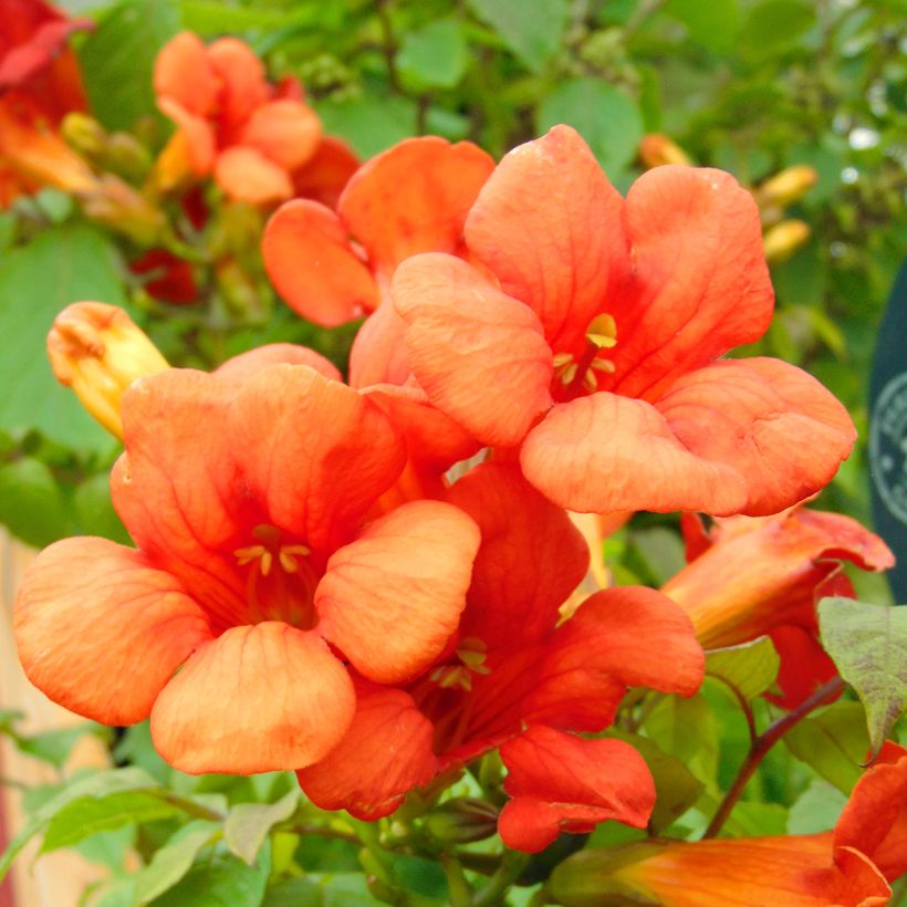 Campsis tagliabuana Summer Jazz Fire - Bignonia (Flowering)