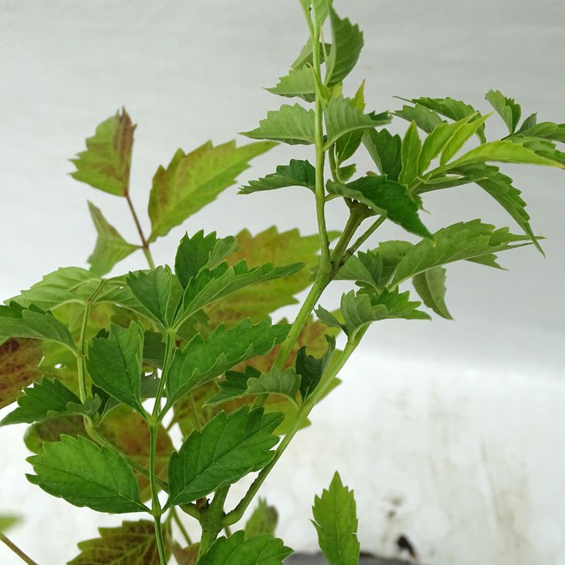 Campsis tagliabuana Summer Jazz Gold - Bignonia (Fogliame)