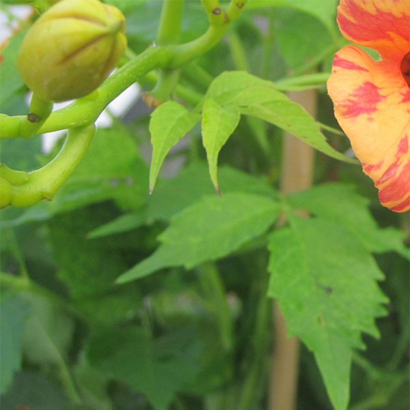 Campsis tagliabuana Orangeade - Bignonia (Fogliame)