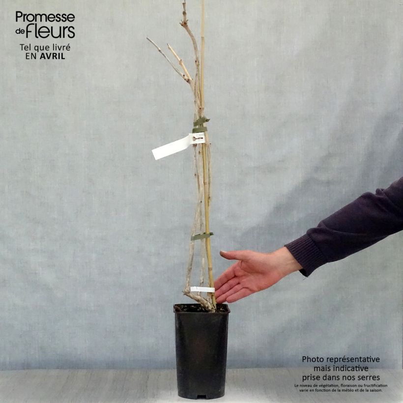 Example of Campsis radicans Atropurpurea - Bignonia Vaso da 2L/3L as you get in printemps