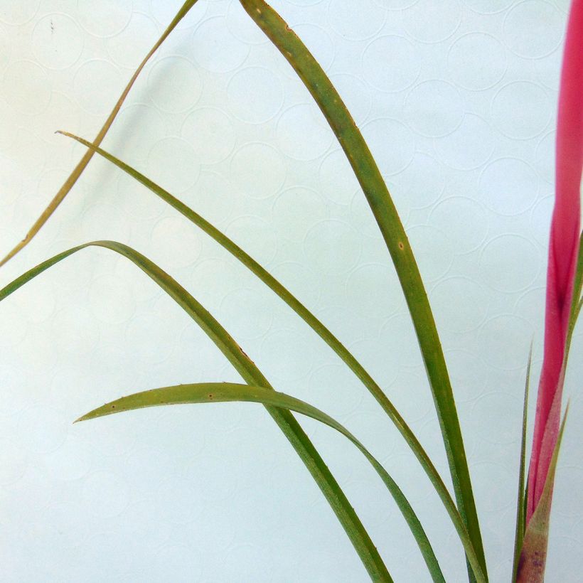 Billbergia nutans - Lacrime della regina (Foliage)