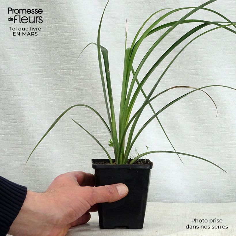 Example of Billbergia nutans - Lacrime della regina Vasetto da 7/8 cm as you get in printemps