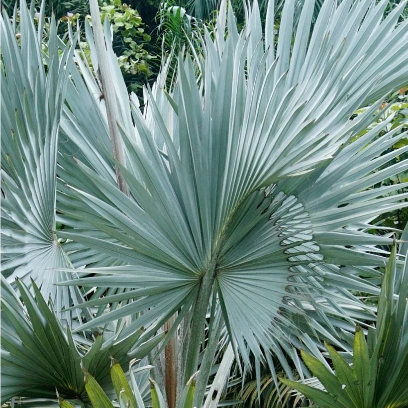 Bismarkia nobilis (Foliage)