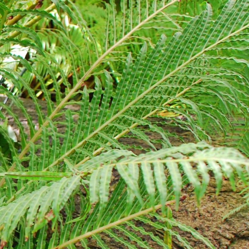 Blechnum brasiliense Volcano (Fogliame)