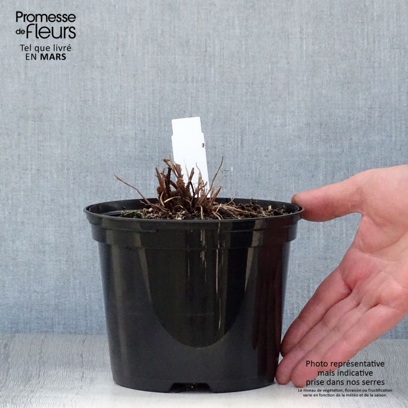 Blechnum brasiliense Volcano Vaso da 2L/3L esemplare consegnato in primavera