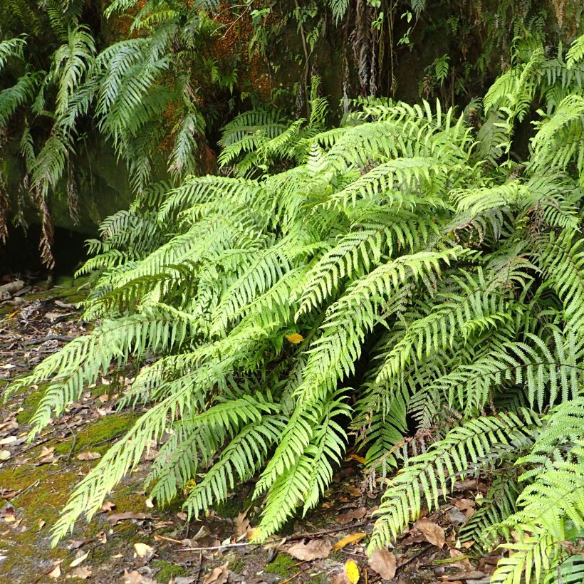Blechnum novae-zelandiae - Felce foglia di palma (Porto)
