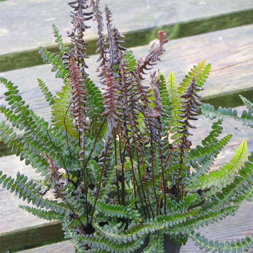 Blechnum penna-marina (Plant habit)