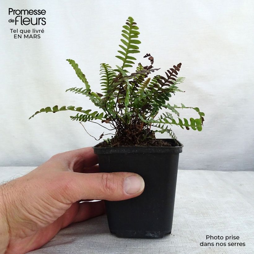 Example of Blechnum penna-marina Vasetto da 8/9 cm as you get in printemps