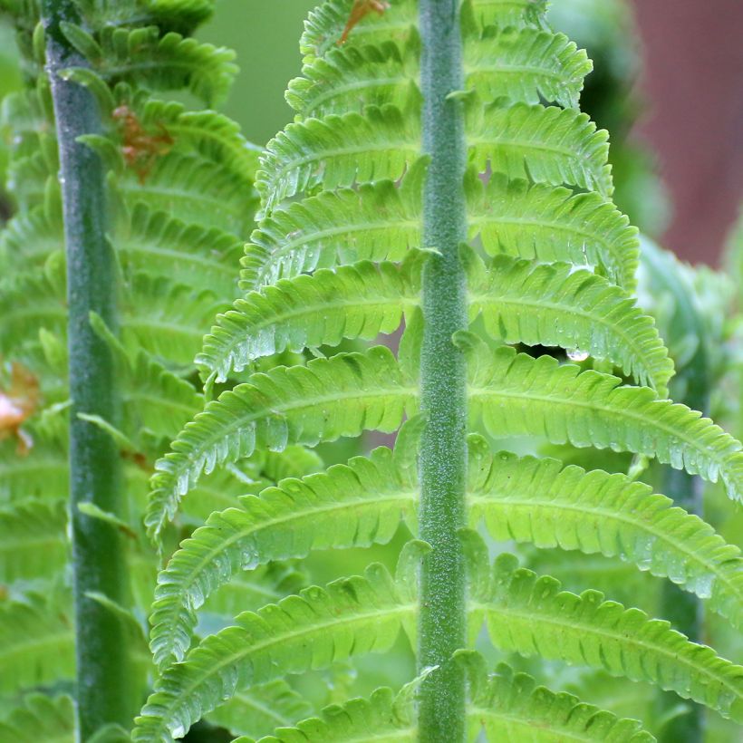 Blechnum discolor - Felce (Foliage)
