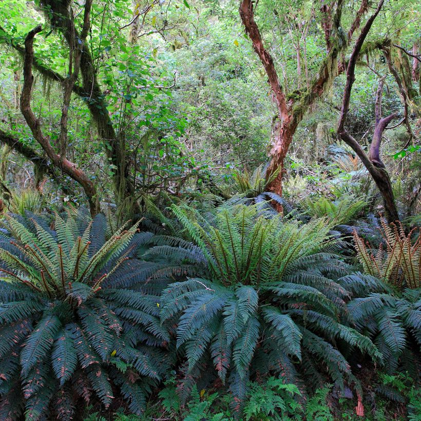 Blechnum discolor - Felce (Plant habit)