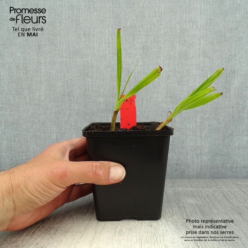 Bletilla striata Kuchi-beni Vasetto da 8/9 cm taglia I esemplare consegnato in primavera