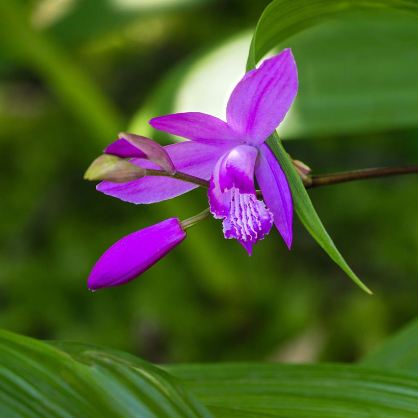 Bletilla striata Purple (Fioritura)