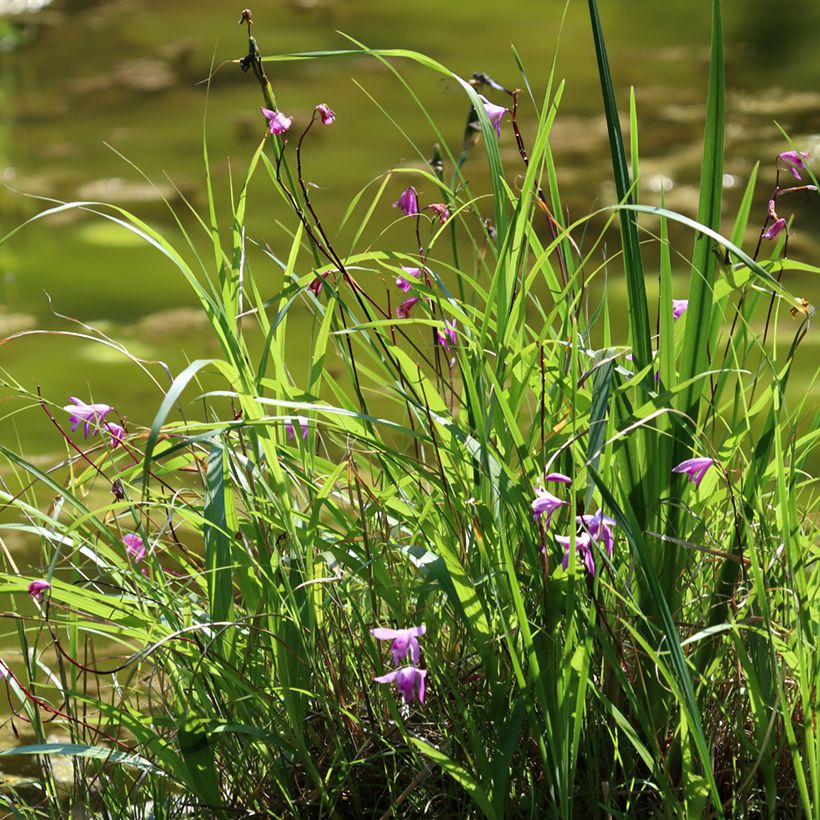 Bletilla striata Purple (Porto)
