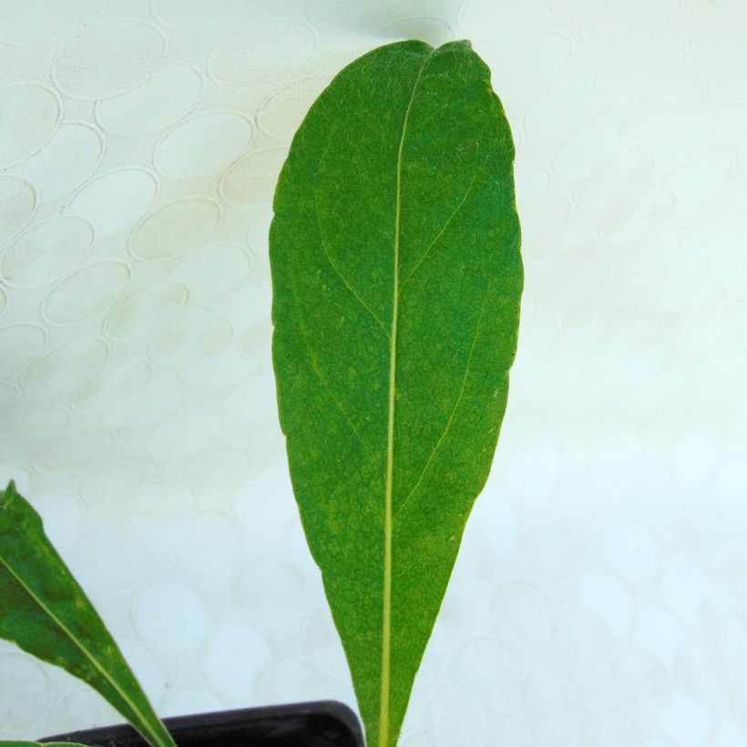 Centaurea montana - Fiordaliso montano (Fogliame)