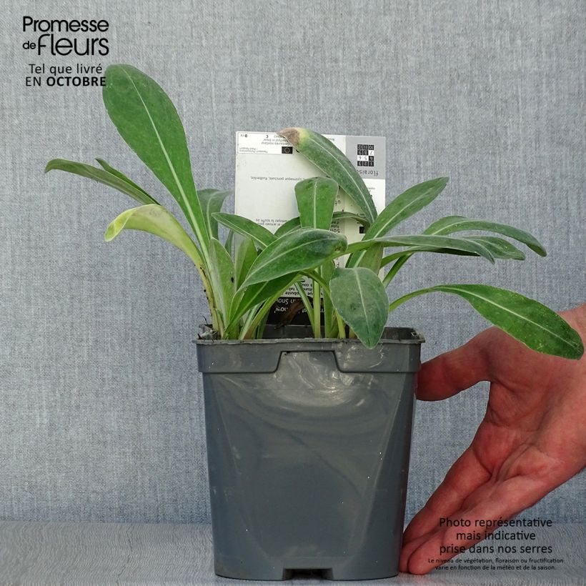Esemplare di Centaurea montana Amethyst in Snow - Fiordaliso montano Vaso da 1,5L/2L come consegnato in autunno